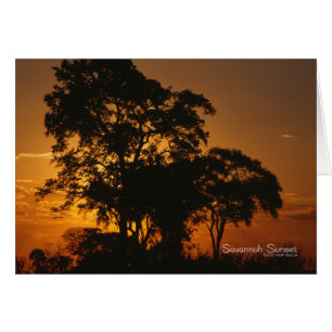 Savannah Sunset OBS Kort