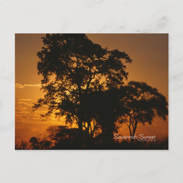 Savannah Sunset Vykort (Framsida)