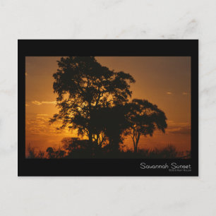 Savannah Sunset-vykort Vykort