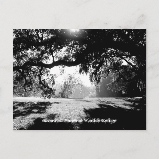 Savannah Vykort (Framsida)