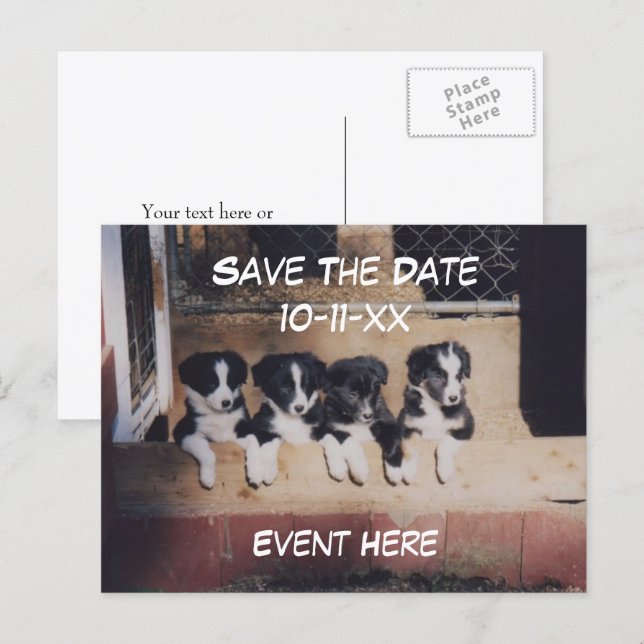 Save The Date Border Collie Puppies Dog  Meddelande Vykort (Fram/baksida)