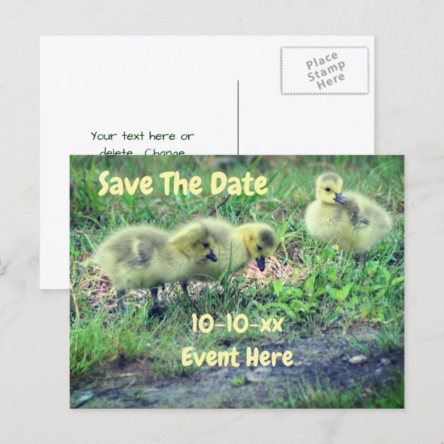 Save The Date Canada Geese Babies Nature  Meddelande Vykort (Fram/baksida)