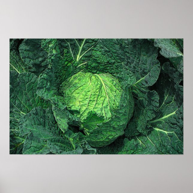 Savoy Cabbage Poster (Framsidan)