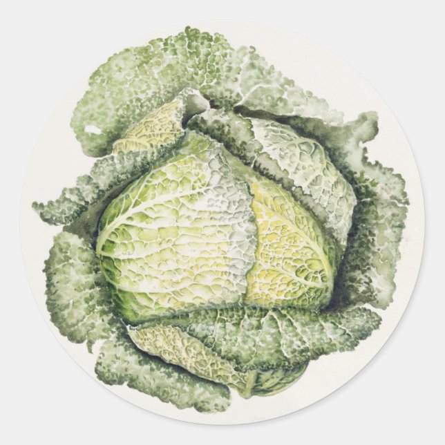 Savoy Cabbage Runt Klistermärke (Framsida)