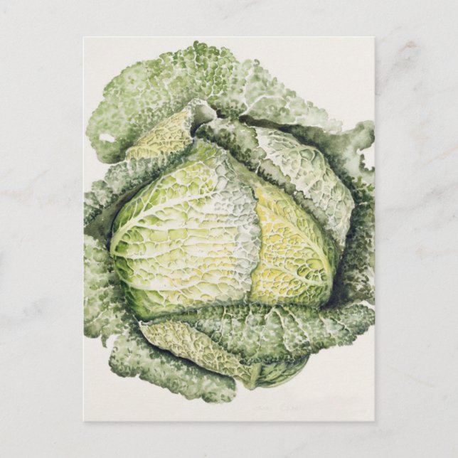Savoy Cabbage Vykort (Framsida)