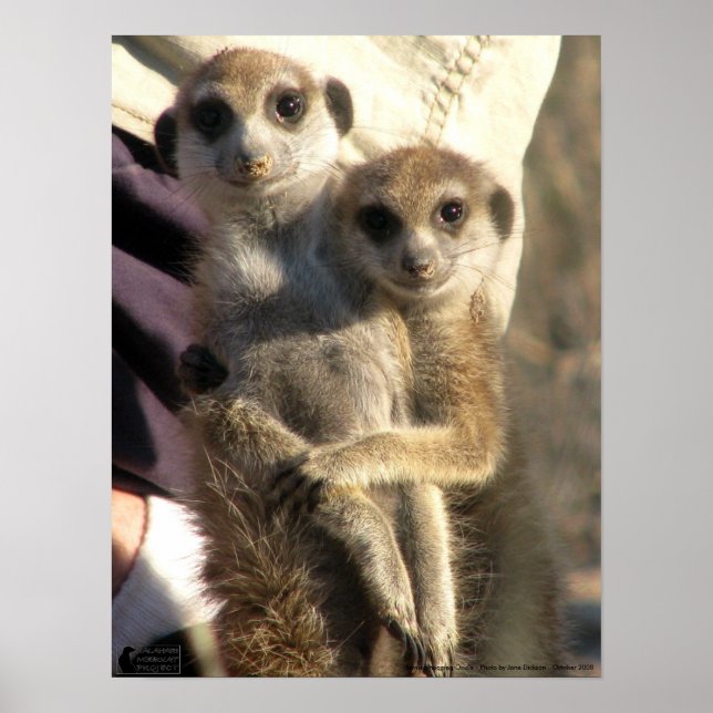 Savuka hugger Oriole - Poster (Framsidan)