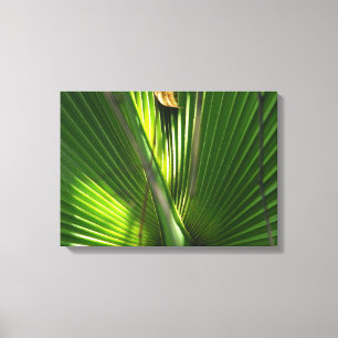 Saw Palmetto Photo Closeup Canvastryck