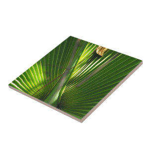 Saw Palmetto Photo Closeup Kakelplatta