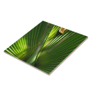 Saw Palmetto Photo Closeup Kakelplatta
