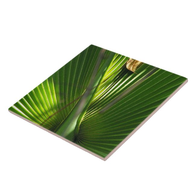 Saw Palmetto Photo Closeup Kakelplatta (Sidan)