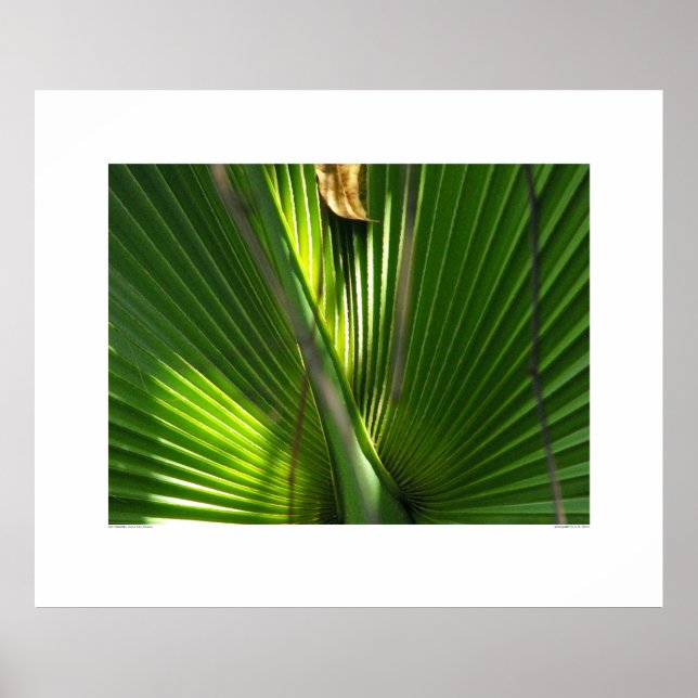 Saw Palmetto Photo Closeup Poster (Framsidan)
