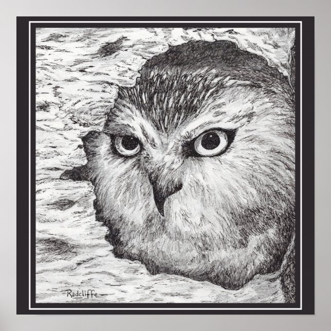 Saw-Whet Owl  Poster (Framsidan)