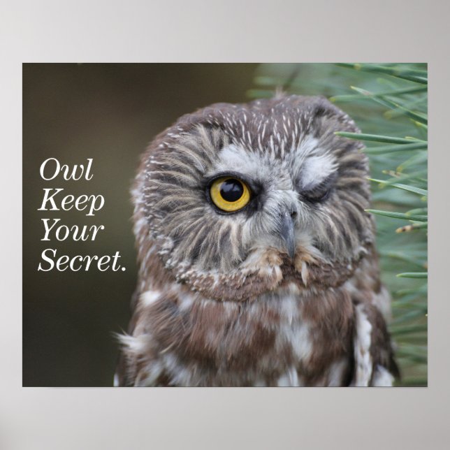 Saw-whet Uggla Poster (Framsidan)