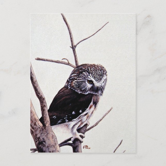 Saw-whet uggla vykort (Framsida)
