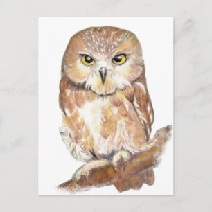 Saw Whet Uggla, Watercolor Bird Collection Vykort