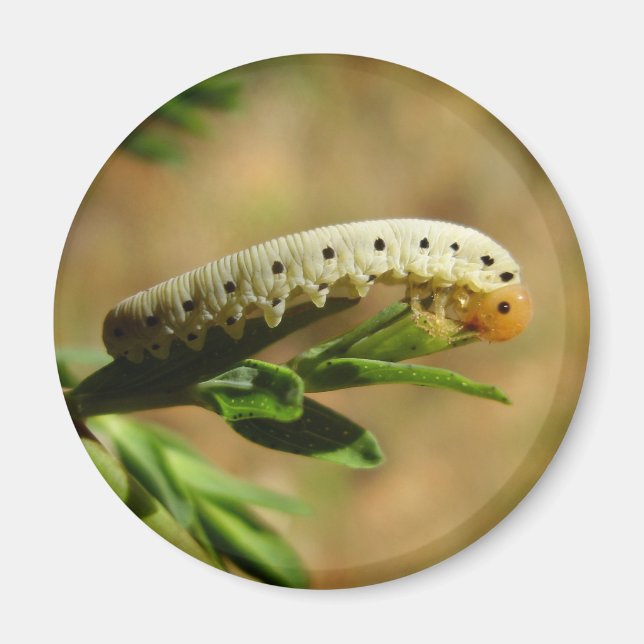 Sawfly Larvae Magnet (Framsidan)