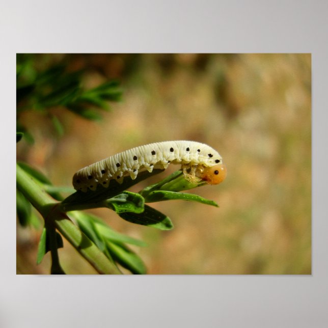 Sawfly Larvae Poster (Framsidan)
