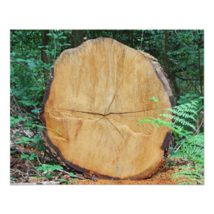 Sawn log i en skog fototryck
