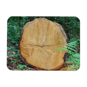 Sawn log i en skog magnet