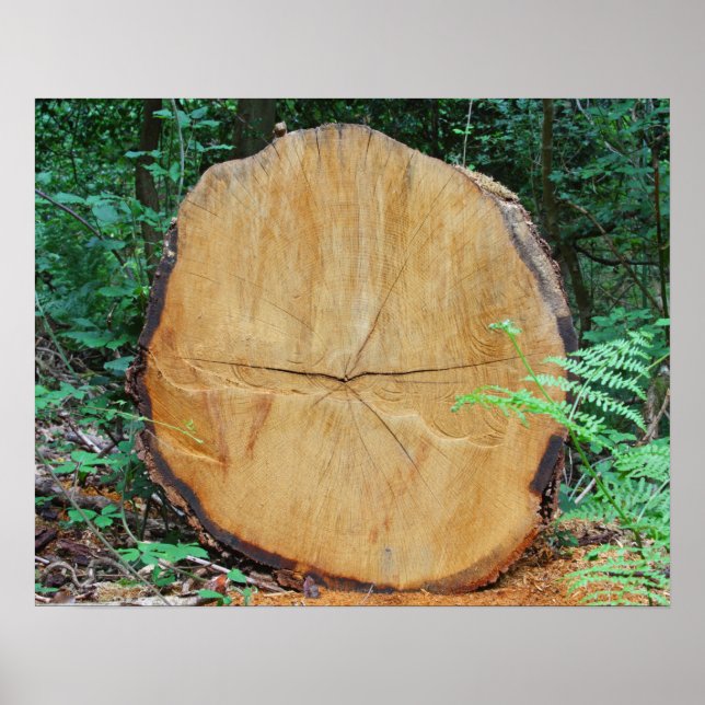 Sawn log i en skog poster (Framsidan)