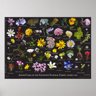 Sawtooth Alpine Flora Poster