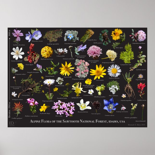 Sawtooth Alpine Flora Poster (Framsidan)