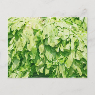 Sawtooth Coriander - Eryngium foetidum-bakgrund Vykort