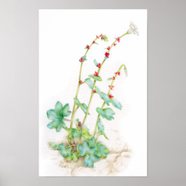 Saxifraga cernua alpinväxt akvarellkonst poster