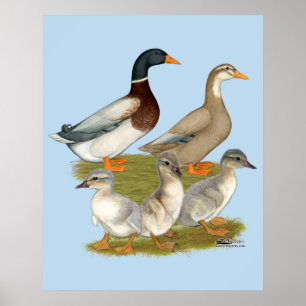 Saxony Anka Poster