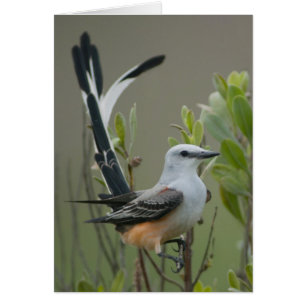 Saxstjärtad Flycatcher (Tyrannus forficatus) Hälsningskort