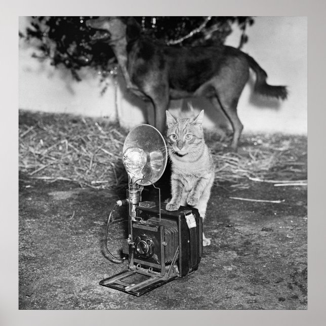 Say Catnip: 1936 Poster (Framsidan)