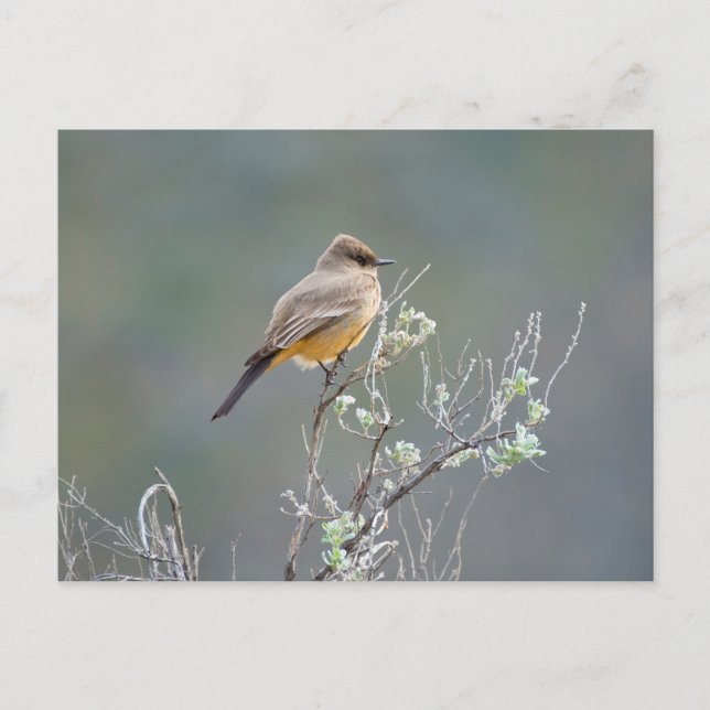 Says fältflyg vykort (Framsida)