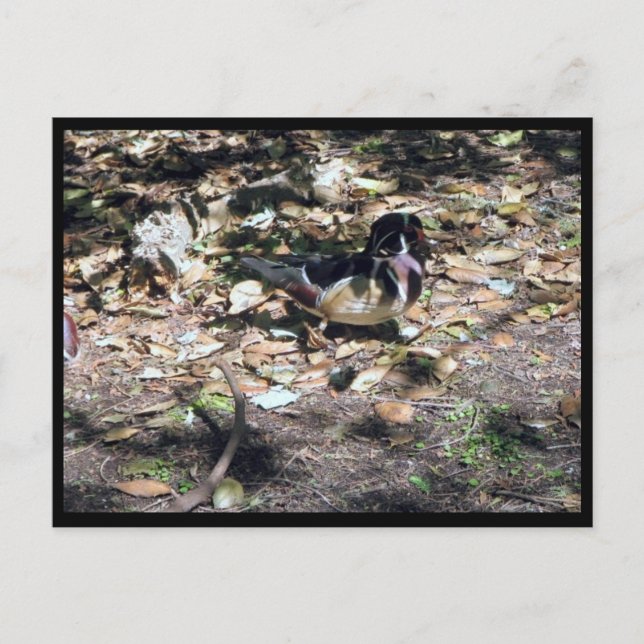 Sc Träand Postkort Vykort (Framsida)