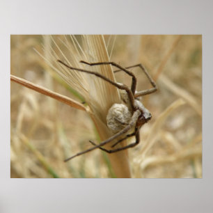 Sc-utskrift för spider och ägg poster