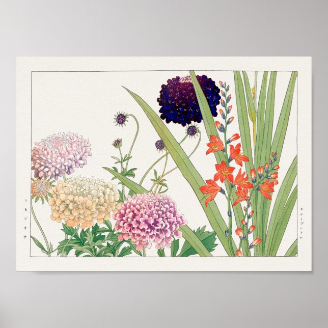 Scabiosa Montbretia av Tanigami Konan Poster (Framsidan)