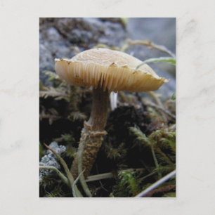 Scaley Mushroom på Unalaska Island Vykort