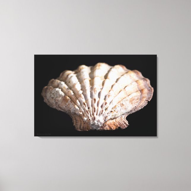Scallop 3236 canvastryck (Framsida)