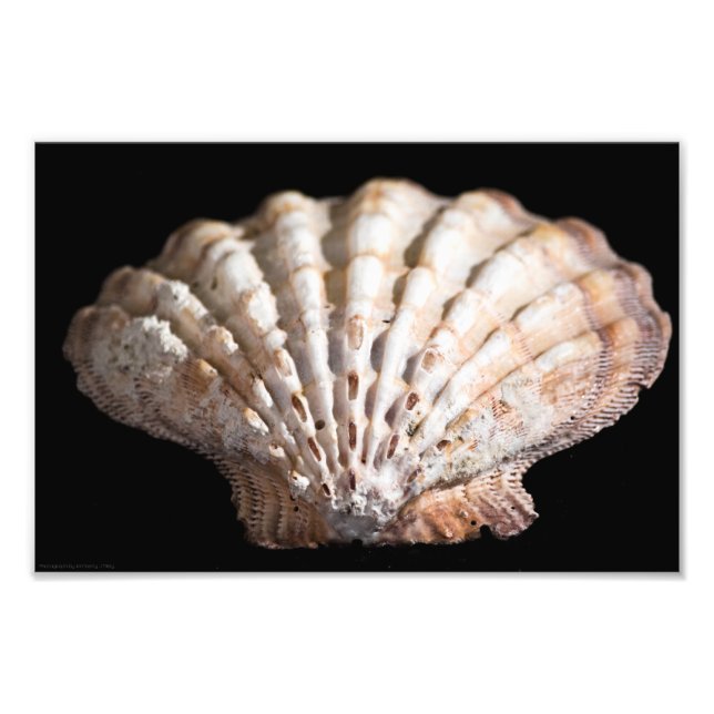 Scallop 3236 fototryck (Framsidan)