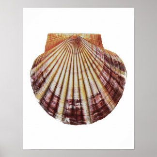 Scallop Sea Snäcka no.2 Natural History Art Print Poster