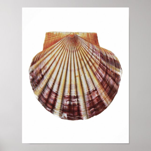 Scallop Sea Snäcka no.2 Natural History Art Print Poster (Framsidan)