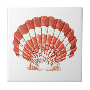 "SCALLOP SEASHELL" SJÖLIV CERAMIC TILE KAKELPLATTA