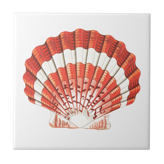 "SCALLOP SEASHELL" SJÖLIV CERAMIC TILE KAKELPLATTA (Framsidan)