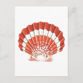 "SCALLOP" SEASHELL SJÖLIV POSTCARD VYKORT