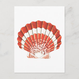 "SCALLOP" SEASHELL SJÖLIV POSTCARD VYKORT