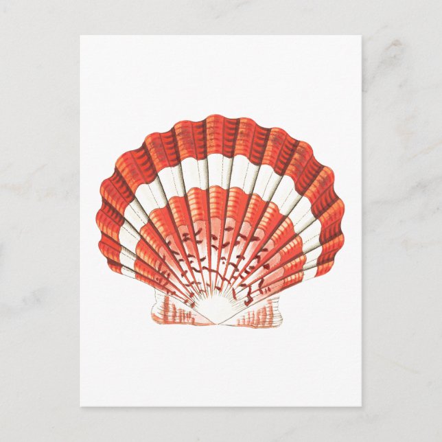 "SCALLOP" SEASHELL SJÖLIV POSTCARD VYKORT (Framsida)