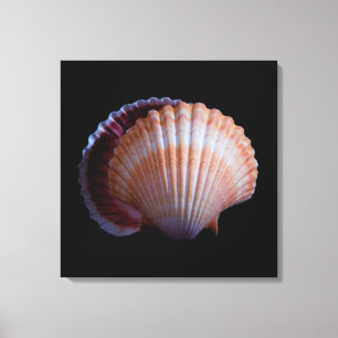 Scallop-Snäcka Canvastryck