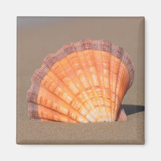Scallop Snäcka| Crete, Grekland Magnet (Framsidan)