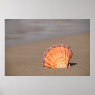 Scallop Snäcka Crete, Grekland Poster
