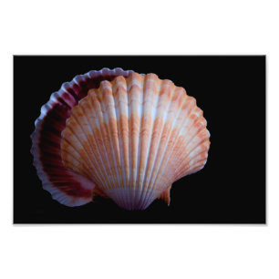 Scallop-Snäcka Fototryck