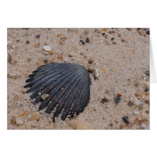 Scallop-Snäcka-kort Hälsningskort (Framsidan Horizontal)